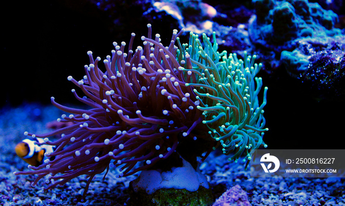 Euphyllia torch colorful LPS coral in Reef aquarium