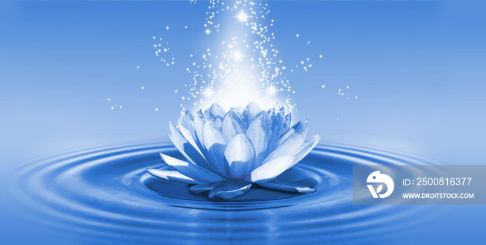 image of a lotus flower on the water closeup