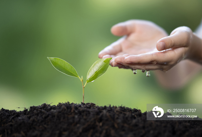 Hands of little girl watering plant the seedlings after planting.