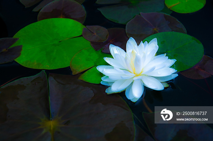 closeup beautiful lotus flower and green leaf in pond, purity nature background, red lotus water lily blooming on water surface and dark blue leaves toned