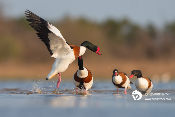 Common shelduck male chasing rival from territory - Tadorna tadorna