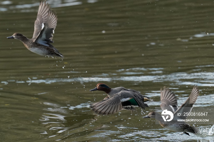 teal in flight