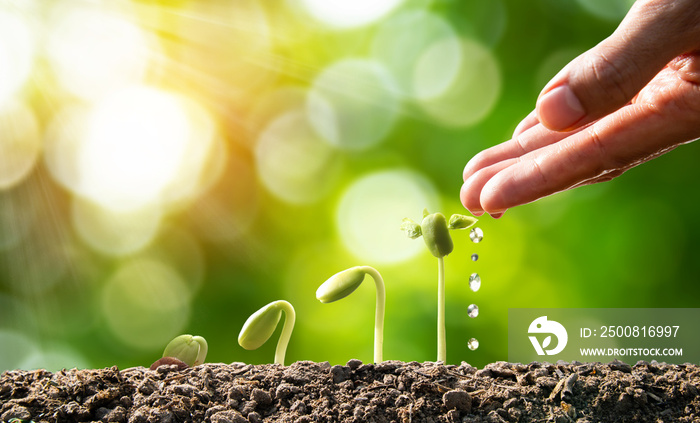 Farmer Hand Watering Young Plants In Growing on sunlight. Plant concept