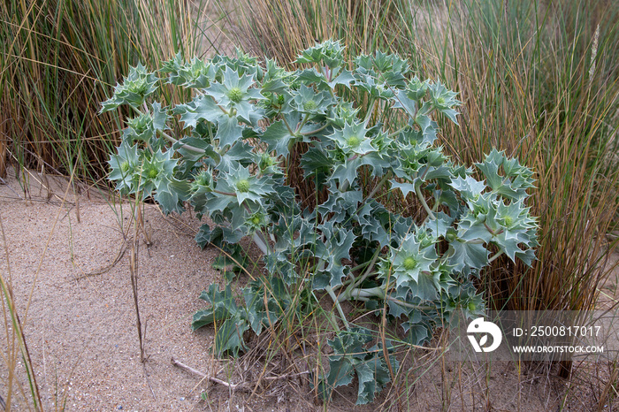 Sea holly, (Eryngium maritimum), plant