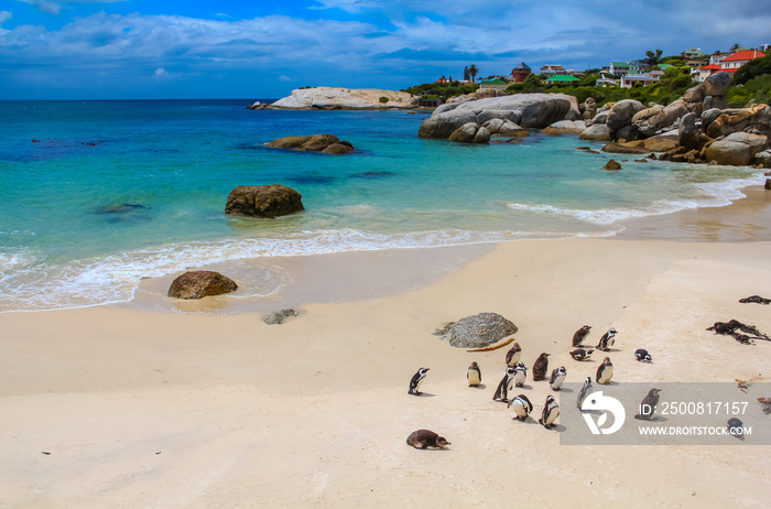 Penguins in a beautiful beach at Simons Town. South Africa.