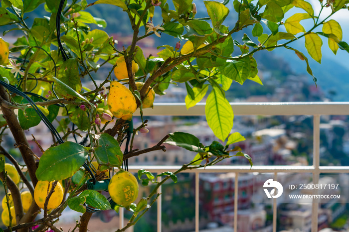 Lemon tree over blurred view of Positano at Amalfi coast.