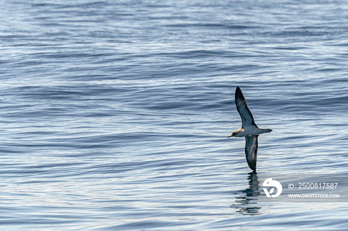 Cory’s shearwater bird flying over the ocean