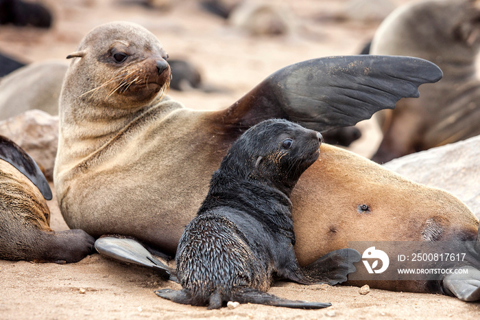 Seal Colonies, Cape Cross Seal Reserve in Namibia