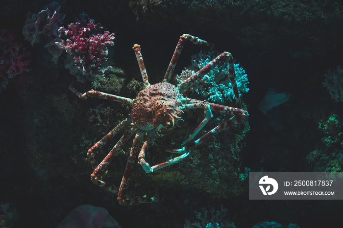 Giant spider crab in their natural habitat in the dark stones