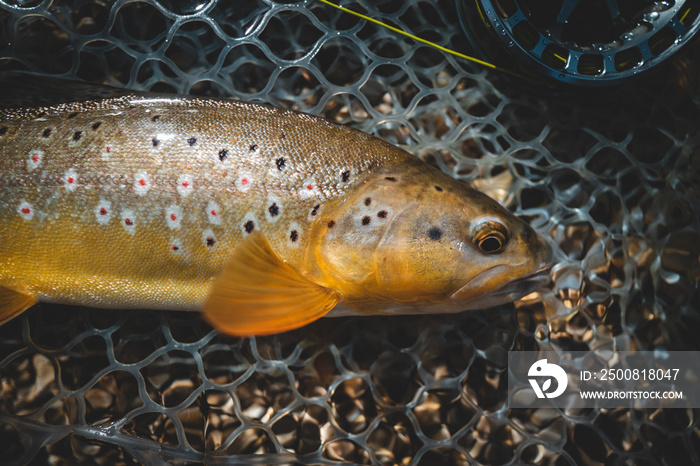 Fish caught while fly fishing in nature