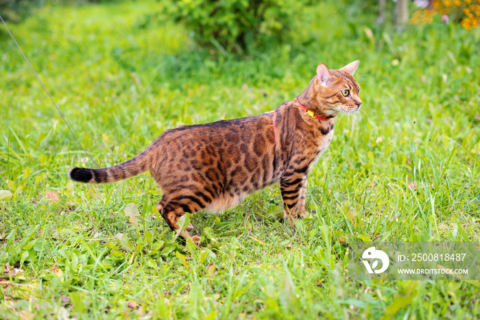 Walking cat on a leash. Bengal cat on leash outdoor. Domestic cat on harness. Nature background, cat on harness, daily walking, training. Pets walking outdoor adventure in the city