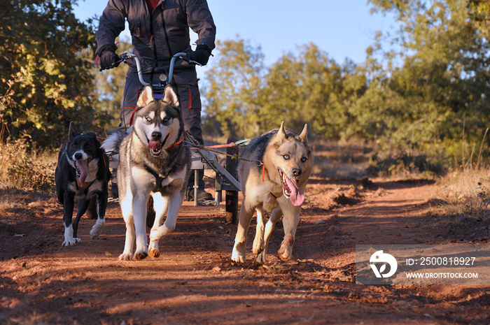 Dogs and its musher taking part in a popular canicross with a tricycle.