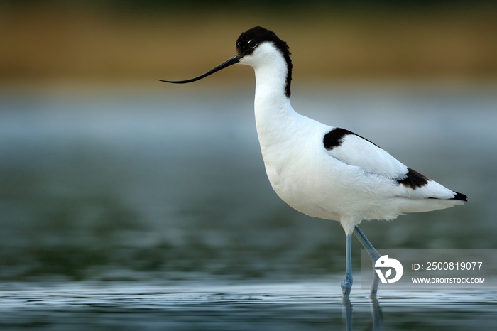 Pied Avocet - Recurvirostra avosetta on the lake on migration