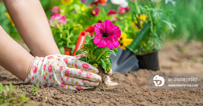 The gardener is planting a flower garden. Selective focus.