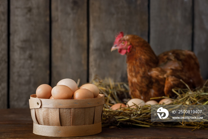 basket full of fresh eggs with red laying hen in nest inside a wooden chicken coop on the background