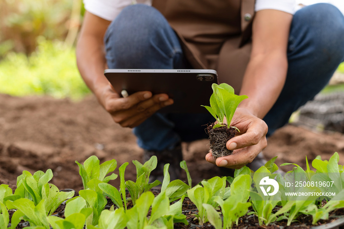 A man hands gardening lettuce in farm