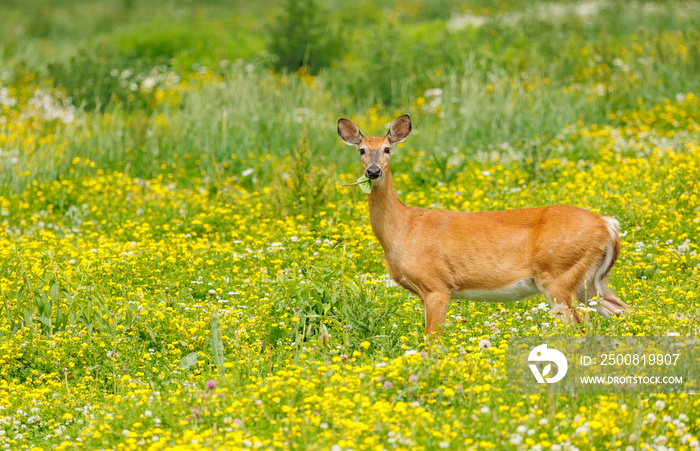 Female doe white-tailed deer in wildflowers