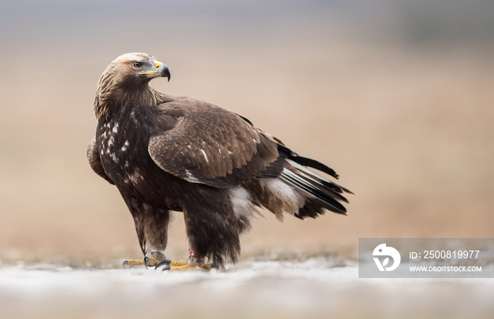 Golden Eagle (Aquila chrysaetos)