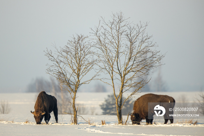 European bison - Bison bonasus in Knyszyn Forest