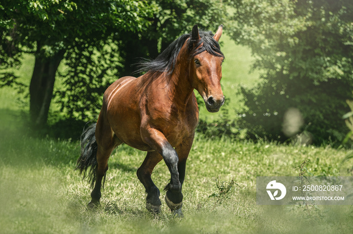 Portrait of a bay south german draft horse on a pasture in summer outdoors