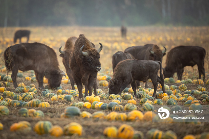 Herd of bisons from the Knyszyn Forest in a field with pumpkins, September Mammals - European bison Bison bonasus in autumn time, Knyszynska Forest, North-Eastern part of Poland