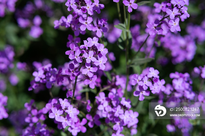 Dame’s Rocket, Sweet Rocket, or Dame’s Violet (Hesperis matronalis)