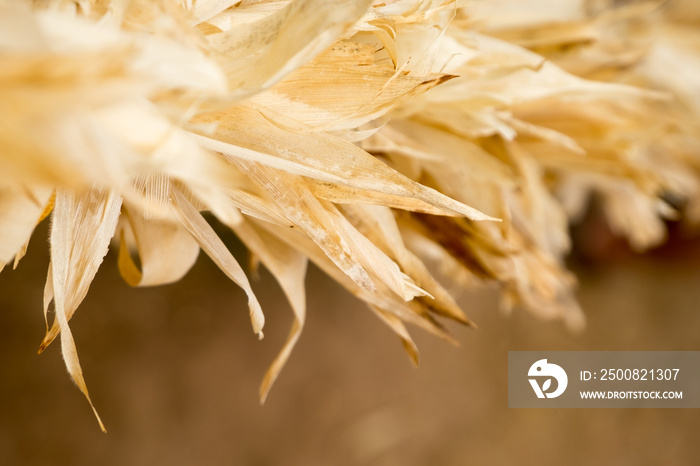 Close up at corn husks at farm