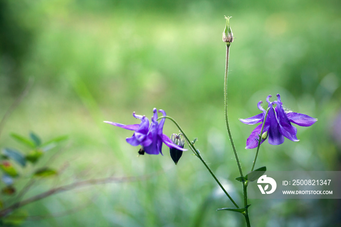 Flowers of the Aquilegia vulgaris