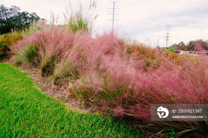 Beautiful pink Muhlenbergia capillaris  grass