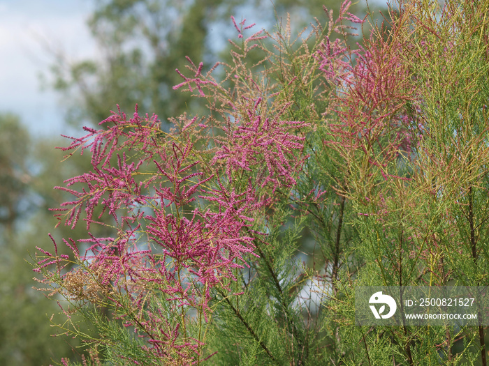 Tamarix gallica. Tamaris commun ou tamarix de France aux branches couvertes de fleurs en grappes de couleur rose