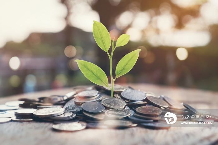 Money growing concept, Plant on pile coins with night bokeh lights background. Vintage Tone