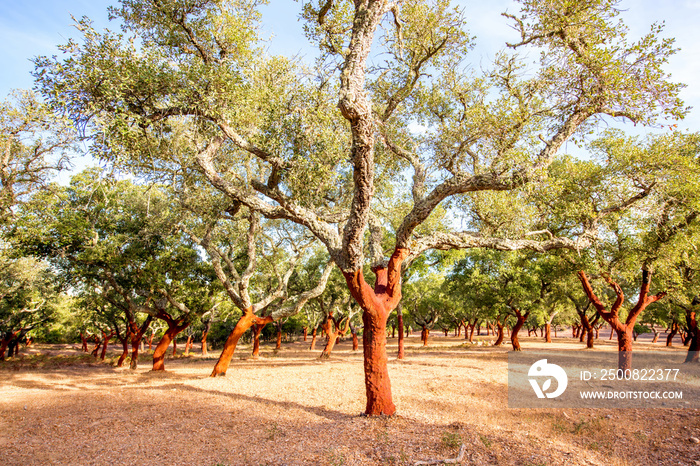 Beautiful view on the plantation of cork oak trees with freshly crumbled bark in Portugal