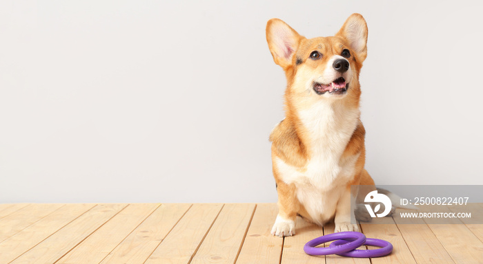 Cute dog with toys sitting on floor against light background. Banner for design