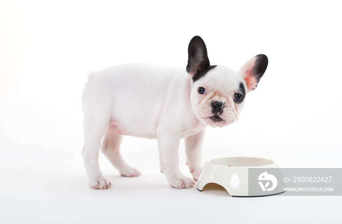 French puppy bulldog eating, isolated