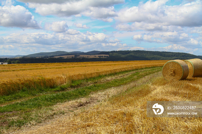 A field of golden wheat and an already harvested part with hills in the background, white clouds and a blue sky - copy space