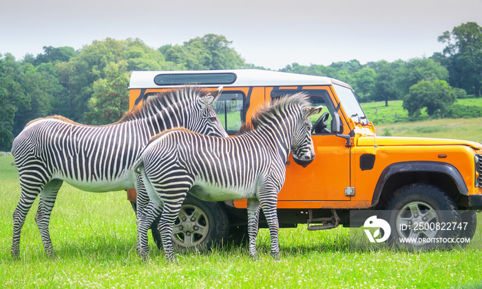 Ranger feeding zebras in a safari park