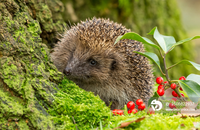 Hedgehog, wild, native, European hedgehog in natural woodland habitat peeping over a tree stump with green moss and red holly berries.  Horizontal.  Space for copy.