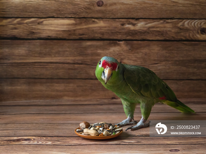 Green Amazon parrot eating your food.