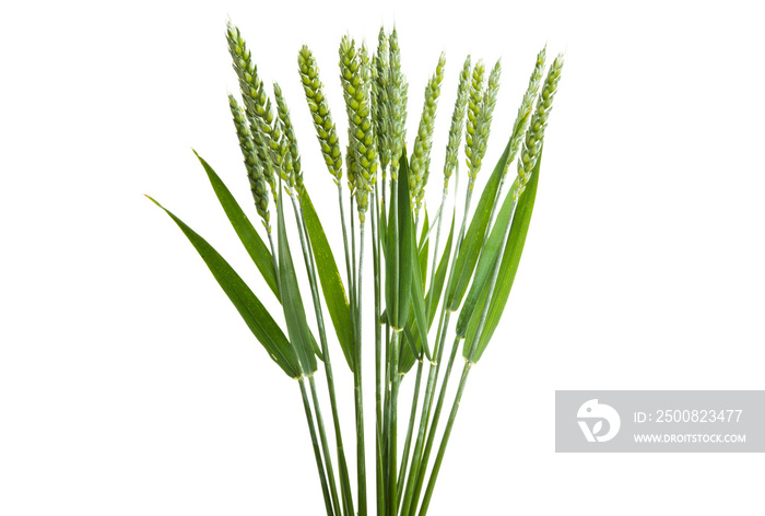 green ears of wheat isolated