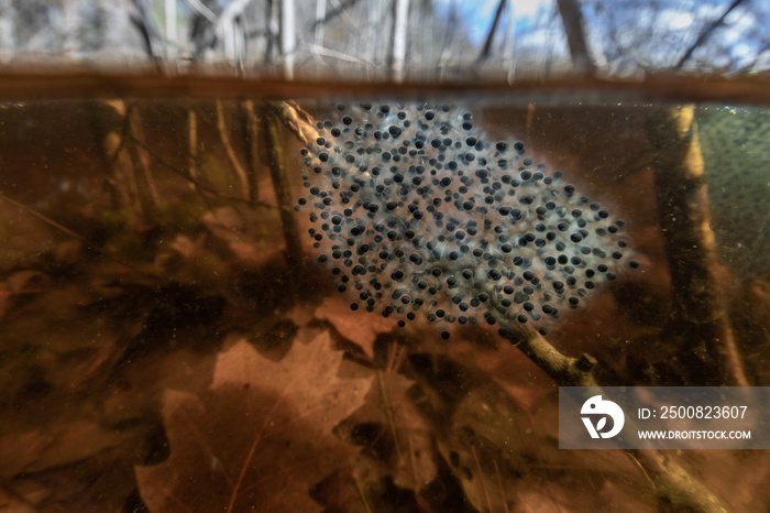 Wood frog egg mass -Massachusetts