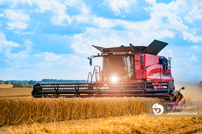 Grain harvesting combine in a sunny day. Yellow field with grain. Agricultural technic works in field.