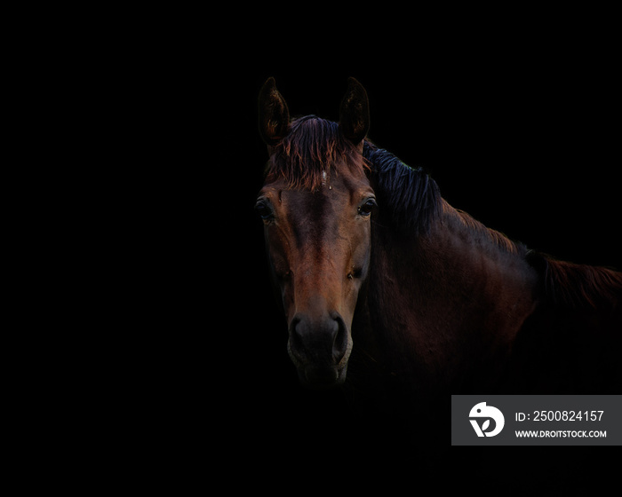 Portrait of a beautiful horse on a black background