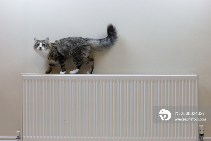 Tabby kitten lying on top of a radiator and looking up