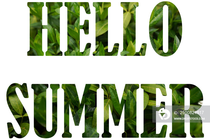 Text HELLO SUMMER from nature flowers background isolated on white