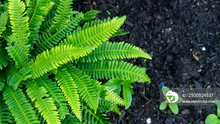 Beautiful lush green Blechnum (Spicant) Garden Fern situated within a contrasting dark soil.  Taken on a bright overcast day.