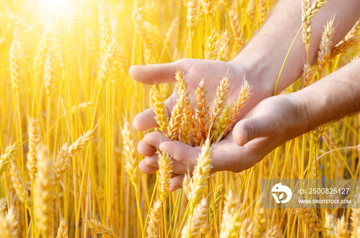 Wheat ears and the hand. Harvest concept