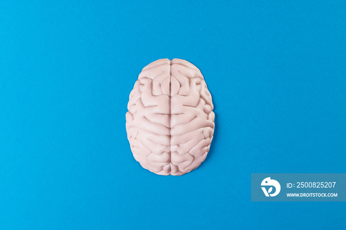 Overhead of white brain on blue background with copy space