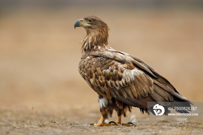 Bielik (Haliaeetus albicilla)