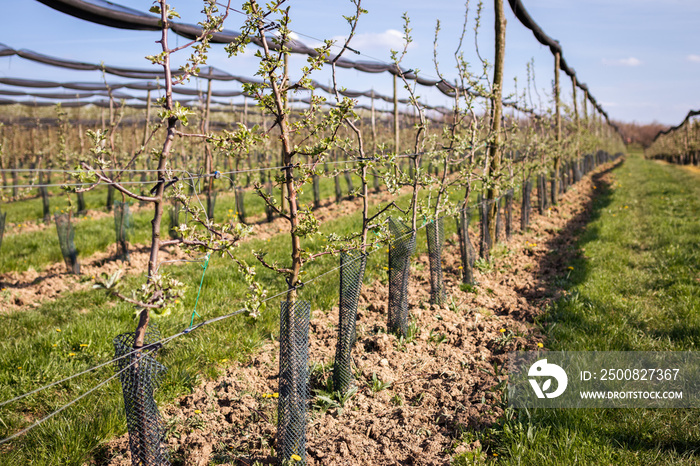 Apple orchard with fruit trees in a row. Cultivated sapling trees with protective netting at spring. Organic farm