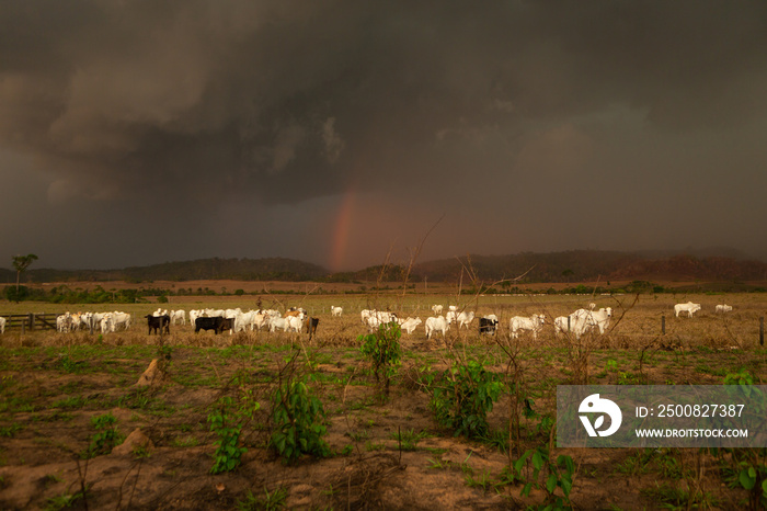 Cattle on farm pasture with cloudy storm rainbow in the background in the Amazon rainforest. Concept of  deforestation, environment, agriculture, global warming, co2, climate change and heat waves.